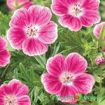 Герань Эльке