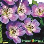 Герань Свит Хейди