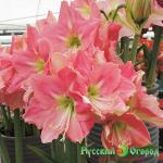 Гиппеаструм Розали