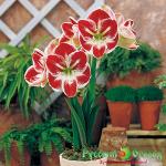 Гиппеаструм Прелюдия