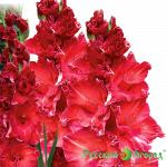 Гладиолус Бимбо