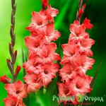 Гладиолус Бьюти Принт