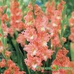 Гладиолус Фризлд Корал Лейс