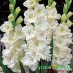 Гладиолус Дмитрий Солунский