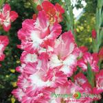 Гладиолус Комеди