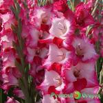 Гладиолус Малиновый Пломбир