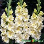 Гладиолус Меценаты Столетия