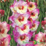 Гладиолус Новара