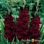 Гладиолус Черное Море