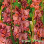 Гладиолус Олд Спайс