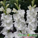 Гладиолус Палома Бланка