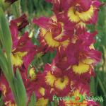Гладиолус Фар Вест