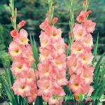 Гладиолус Френдшип