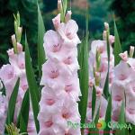 Гладиолус Орлеанс