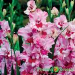 Гладиолус Это Любовь