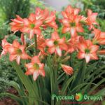 Гиппеаструм Венето