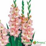 Гладиолус Серафиджн