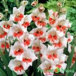 Гладиолус Шокинг