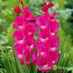 Гладиолус Соната