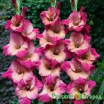 Гладиолус Тедс Фаворит