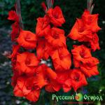 Гладиолус Вуманайзер