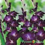 Гладиолус Варис