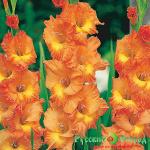 Гладиолус Тереза