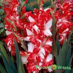 Гладиолус Зизани