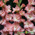 Гладиолус Юта