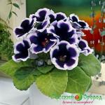 Глоксиния Кайзер Вильгельм