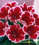 Глоксиния Кайзер Фридрих