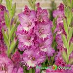 Гладиолус Роберт