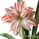 Гиппеаструм Денсин Куин