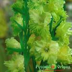 Гладиолус Лучистая Зелень