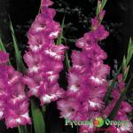 Гладиолус Лазурное Кружево