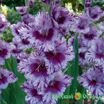 Гладиолус Пассос