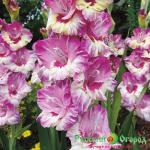Гладиолус Эндрюс