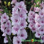 Гладиолус Сиреневая Свадьба