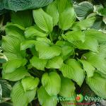 Хоста Адорабль