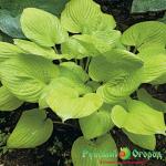 Хоста Банана Кид