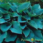 Хоста Блу Вейджвуд