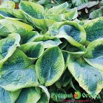 Хоста Френсис Вильямс