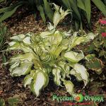 Хоста Киви Сперминт