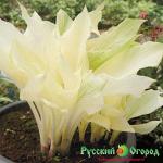 Хоста Белое Перо