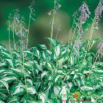 Хоста Медиовариегата