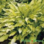 Хоста Бикини