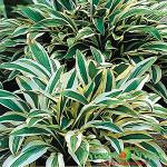 Хоста Китайская