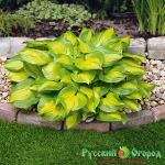 Хоста Лэйксайд Банана Бэй