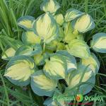 Хоста Бич Бой