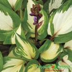 Хоста Малиновый Рассвет